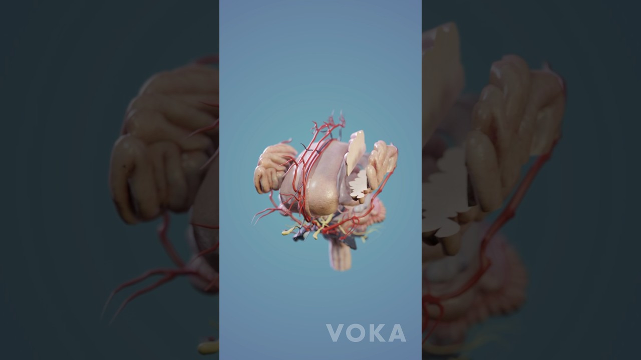 Brain Anatomy 3D Visualization - Neuroanatomy in 3D with VOKA
