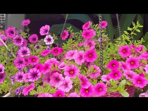 FLOWERS EVERYWHERE/NOREEN EWAY