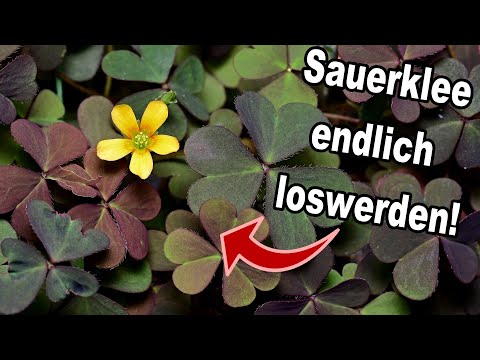 Welche 2. Fehler du beim Horn-Sauerklee entfernen im Garten unbedingt vermeiden solltest!