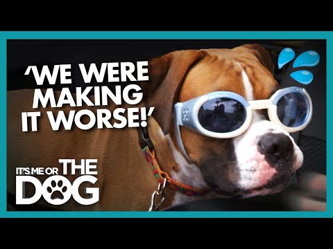 Is Doggy Daycare Making Dog's Anxiety Worse? | It's Me or the Dog