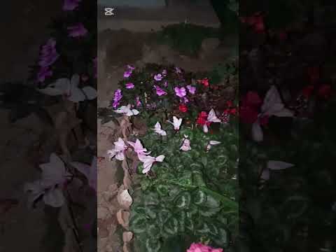 Hermoso jardín SAN MATEO PUERRES NARIÑO #parati #plantasdeinterior 
