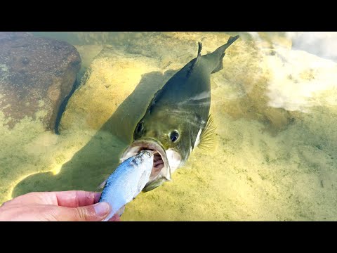 Bertha non smette di mangiare!