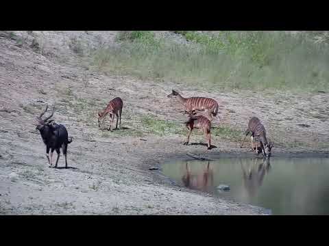 Djuma: Nyalas - 15:31 - 01/18/2023