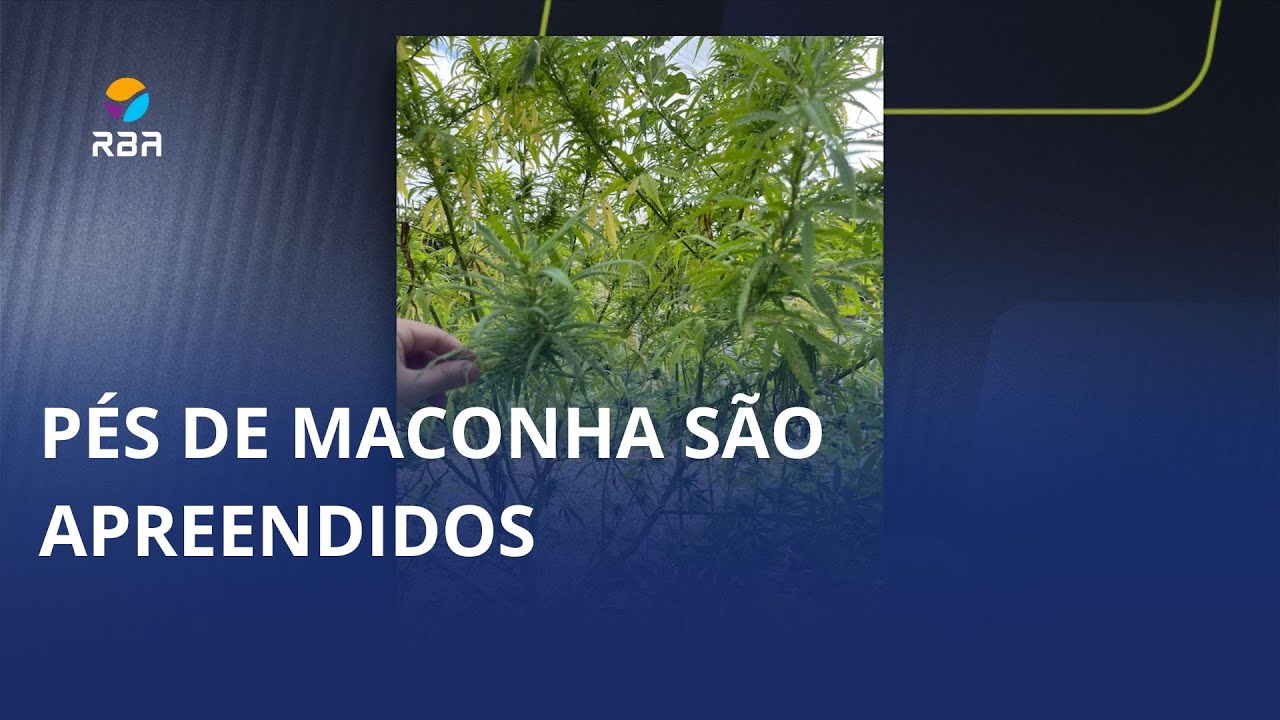 Pé de maconha enorme!