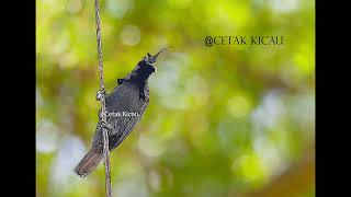 Download lagu Masteran Burung Cendrawasih Paruh Sabit - tembakan ak47 mp3 Download lagu Masteran Burung Cendrawasih Paruh Sabit - tembakan ak47 mp3