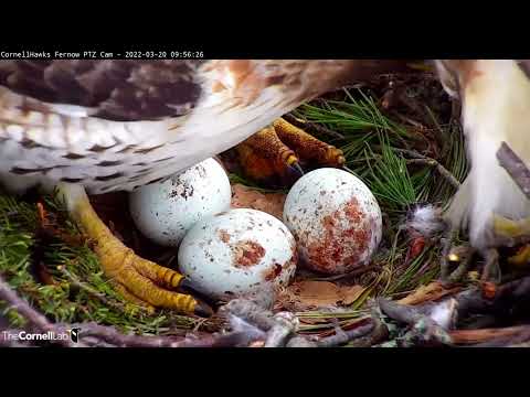 Big Red Lays Third Egg | Cornell Hawks Cam – March 20, 2022