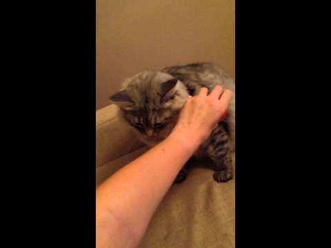 Cat massage
