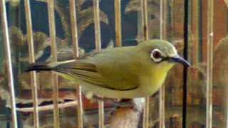 Download lagu suara pleci betina untuk memancing bunyi mp3