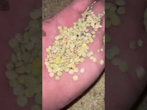 Продажа. Чечевица зелёная мелкосемянная — 100 тонн. СКО, Тимирязево.