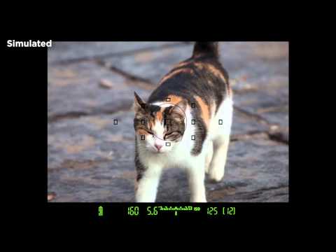 Auto Focus System Basics- Canon EOS 6D On Camera Tutorials
