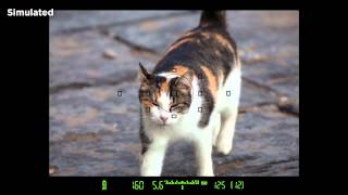 Auto Focus System Basics- Canon EOS 6D On Camera Tutorials
