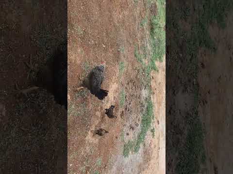 Two little chicks with a little hen #very beautiful #cute chicks #FuNzO #shorts.