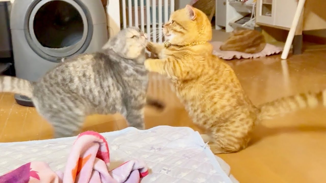 突然、妹に抱きつかれるおにいちゃん猫。