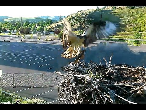 Hellgate osprey 6 19 18 811pm Iris flys off the nest 826pm she returned back with Live fish