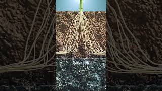 Learn the various factors that affect the way plant roots grow 🌱 #agphd #agriculture #tvshow