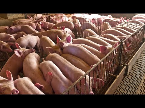 Još jedan prekid proizvodnje svinja u Mačvi, situacija alarmantna