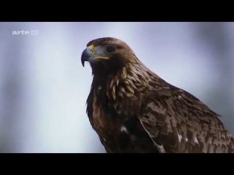 Das Leben des Königs der Berge   Steinadler Doku