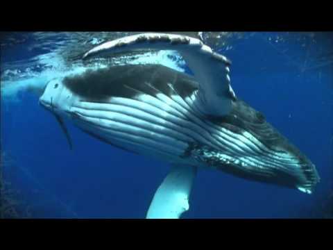 Ocean Quest " Fragile Mediterranean"