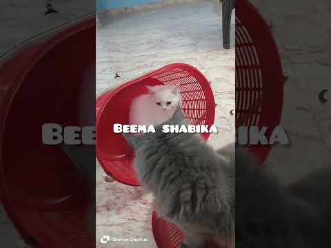 cat's funny videos 🤣🤣 #cat #catvideos #trendingshorts #catfunny #comedy