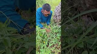 Download lagu chicken trapping in stone #shortvideo #animls #viral mp3