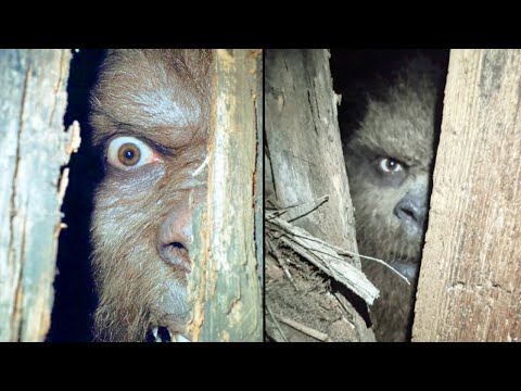 Man Records Bigfoot Trying to Break Into His Cabin, Then The Worst Happened - Sasquatch Story