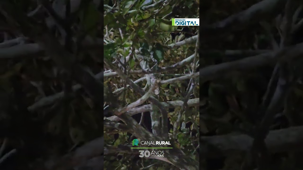 Árvore em Búzios é escolhida para a soneca de passarinhos
