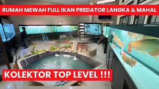 GILA BANGET !!! RUMAH MEWAH PENUH KOLEKSI IKAN PREDATOR MEWAH DAN LANGKA MILIK SILENT HOBIES SULTAN