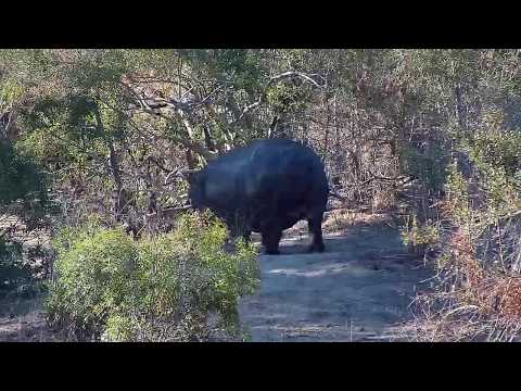 Djuma: Hippo leaving - 15:54 - 08/24/19