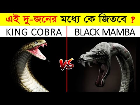 এই দুই ভয়ংকর সাপের লড়াইয়ে কে জিতবে ? KING COBRA VS BLACK MAMBA | King cobra | Black mamba