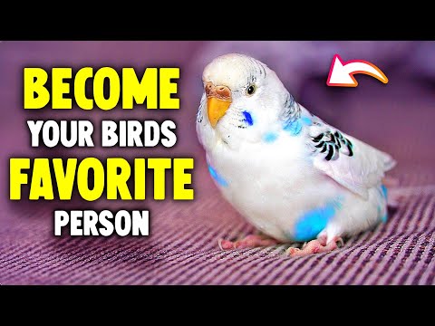 How Birds Choose Their Favorite Person