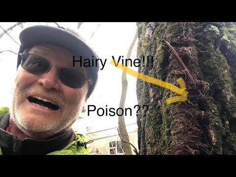 Poison Ivy Danger