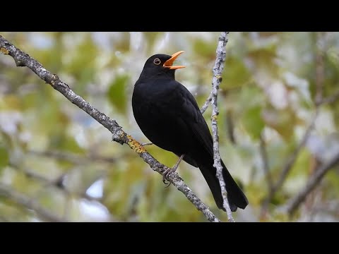 Ptice Hrvatske - Kos, mužjak (Turdus merula) (Birds of Croatia - Blackbird, male) (1/9)