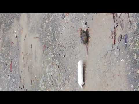 БОЙ МЕЖДУ ЛАСКОЙ И КРЫСОЙ  (●'◡'●) / FIGHT BETWEEN A WEASEL AND A RAT