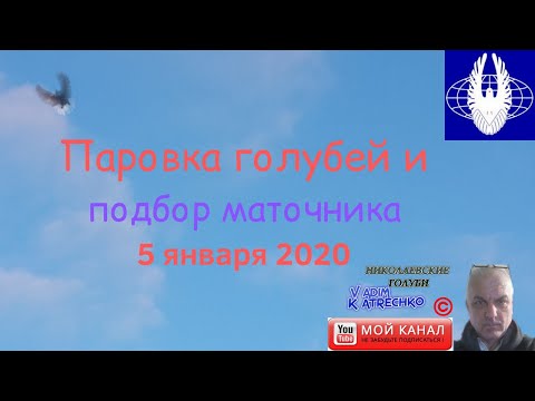 Паровка голубей и подбор маточника 5 января 2020