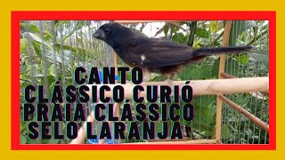  Canto Clssico Curi Praia Clssico Selo Laranja