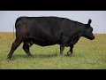 How to Find Cows to Fit Your Environment - Dr. David Lalman, Oklahoma State University