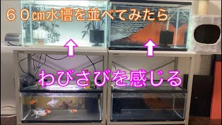 《金魚》60㎝水槽を並べたらお店みたいになりました！