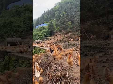 雞會