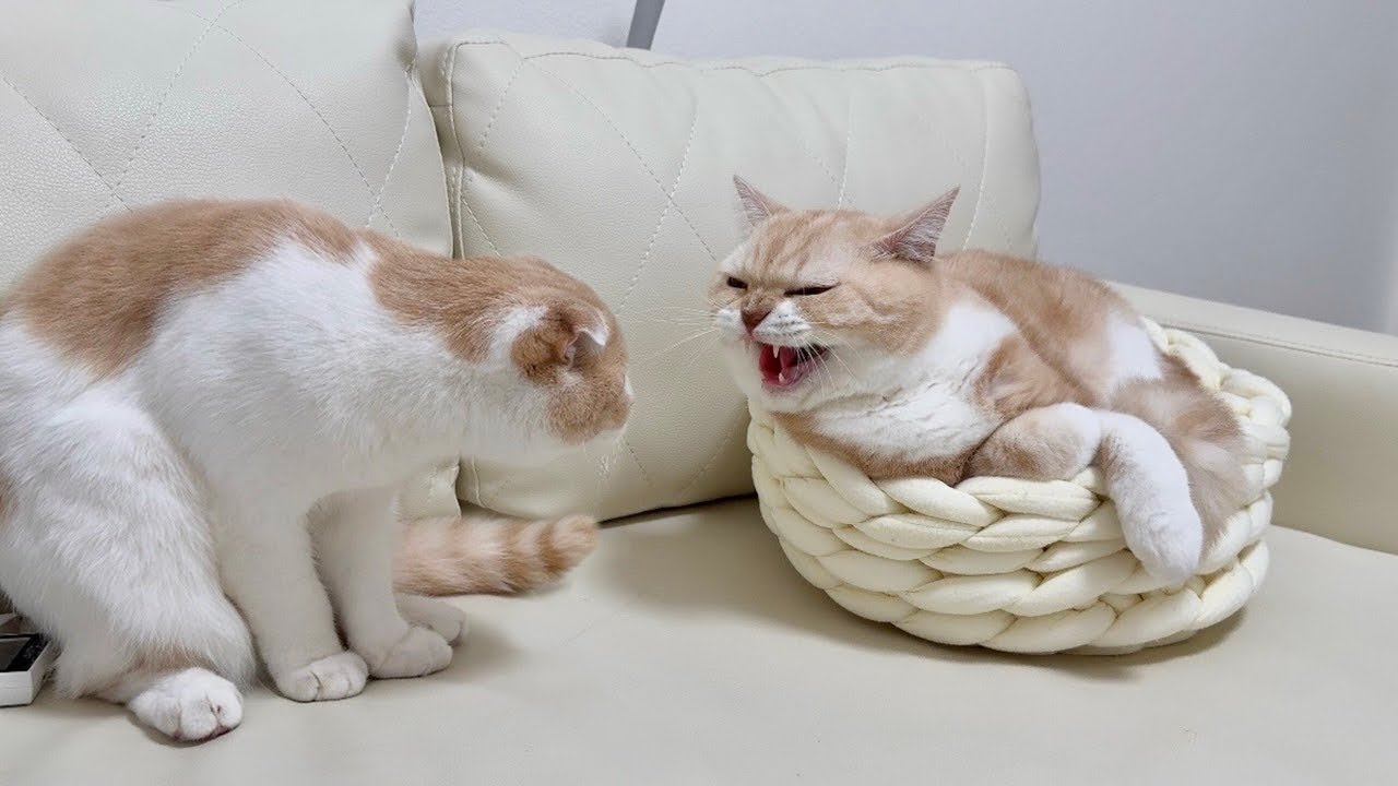 1年ぶりに大好きな兄と再会したら予想してなかったまさかの展開になっちゃいました…