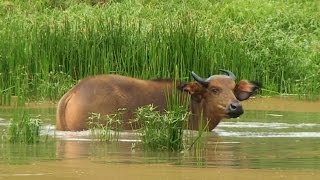 Goualougo African Forest Buffalo in the Bai