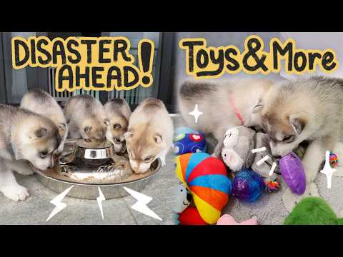 BYE Milk ni MAMA! | Unboxing Puppy Stuff | Their NEW Setup | (4-Week-Update)