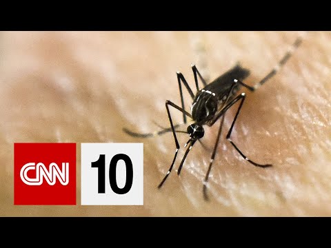 蚊が寄ってくる理由｜2019年11月6日 (Why Mosquitoes Are Attracted to You | November 6, 2019)