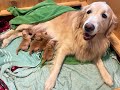 Golden Retriever In Labor Gives Birth To Cutest Puppies