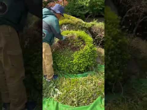 園芸 木や低木の伐採