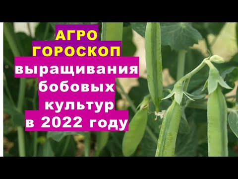 , title : 'Агрогороскоп выращивания горошка, фасоли, овощных бобов в 2022 году'