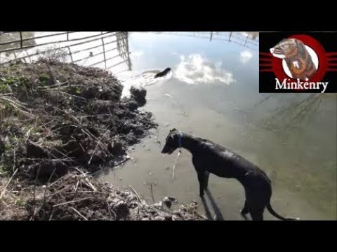 Muskrat Pest Control with Trained Mink and Dog