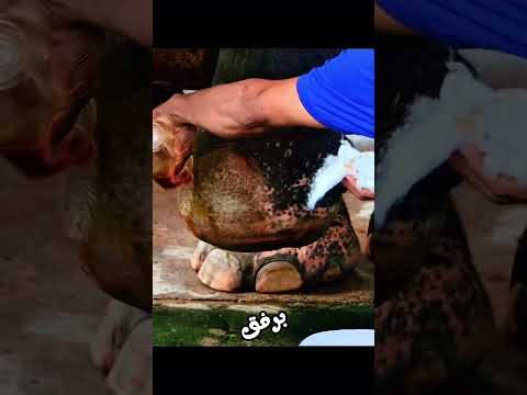 صار الفيل يمشي مجددا 🥰⭕️ #شورت