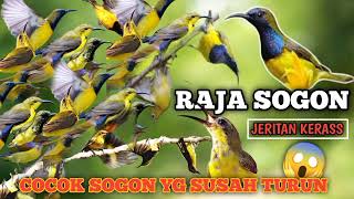 Download lagu MP3 pikat burung SOGON ribut sangat cepat mengundang banyak burung SOGON lliar ❗ mp3