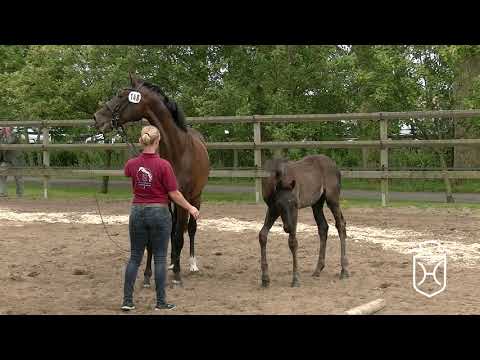 HEI148 Stutfohlen von Diamant de Semilly - Esteban xx - Lord