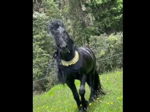 King David - The Friesian Stallion @sansamueldeabrilcriadero